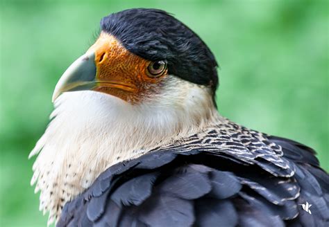 Caracara cheriway, Crested Caracara - Walking Among Birds