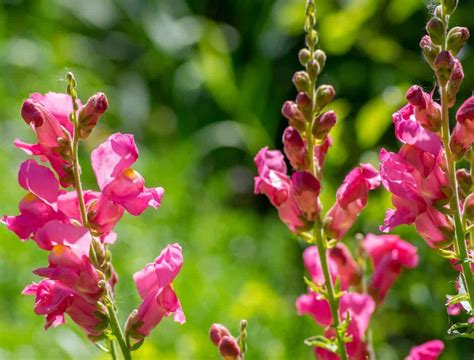 Snapdragon Care: How to Grow and Care for Snapdragon Flowers - Hort Zone