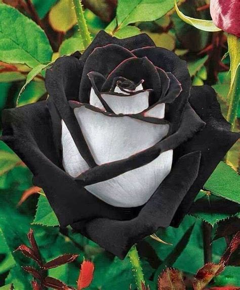 Black rose | Unusual flowers, Beautiful roses, Beautiful flowers