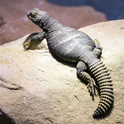 Spiny-tailed Lizard. Sudan Mastigure (U. dispar) | Amphibians, Pet ...