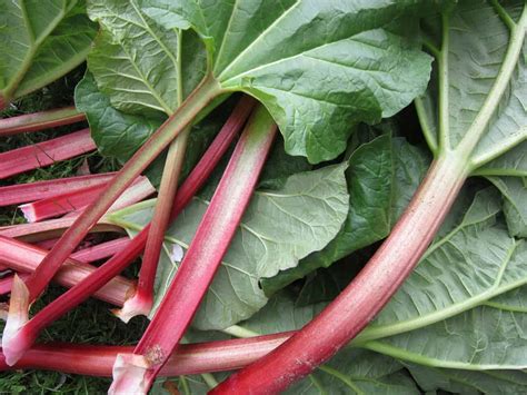 How to Freeze Rhubarb Easy Rhubarb Recipes - Turning the Clock Back