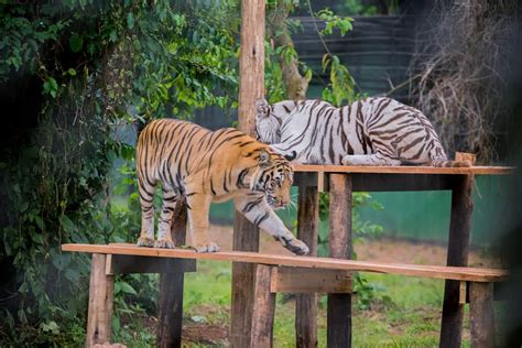 Uganda Wildlife Education Center - Gaddafi National Mosque