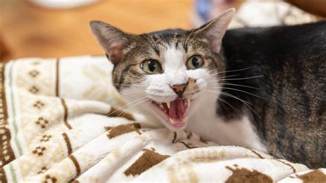 8 Cat Sounds & What They Mean: Decoding Cat Noises