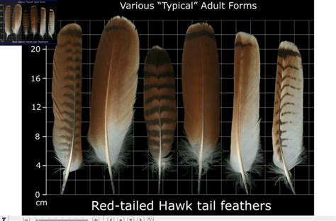 Assorted Red Tail Hawk Feathers - Feather Identification