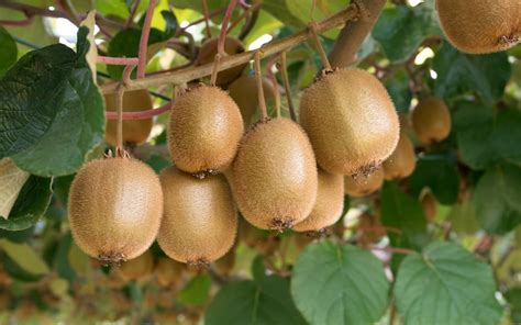 How to grow kiwi fruit - Suttons Gardening Grow How