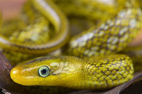 Image Of The Day: A Dazzling Himalayan Snake - India's Endangered