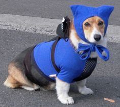 180 Pets in Costumes ideas | pets, pet costumes, dog costumes
