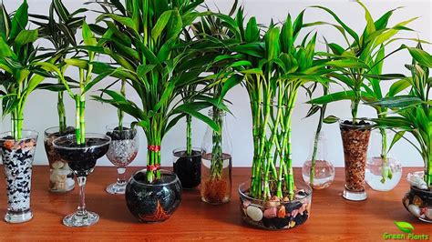 Grow and Decorate Lucky Bamboo Only in Water-Indoor Water Garden-Grow ...