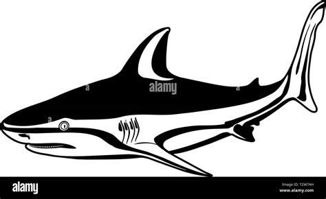 Bull Shark Vector Illustration Stock Vector Image & Art - Alamy