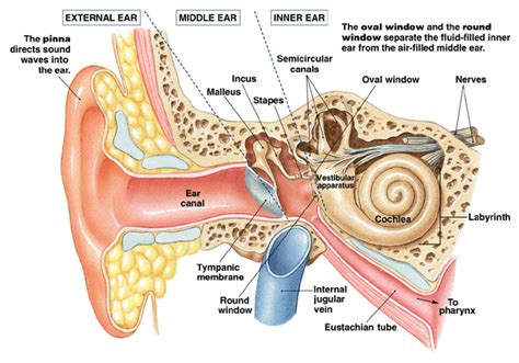 Anatomy of EAR - Surgicomed.com | Find Medical Solutions | Ear anatomy, Middle ear anatomy ...