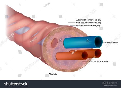 9 Whartons Jelly Images, Stock Photos & Vectors | Shutterstock