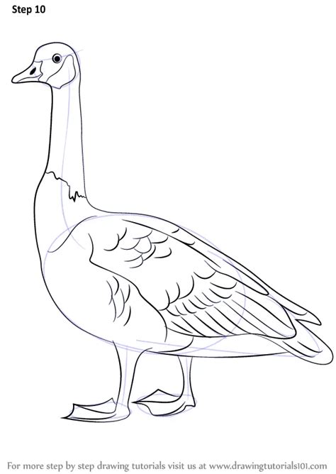 How to Draw a Canada Goose (Birds) Step by Step | DrawingTutorials101.com