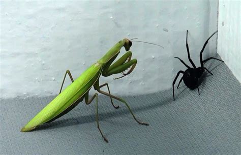 black widow praying mantis | Praying mantis, Prey mantis, Black widow