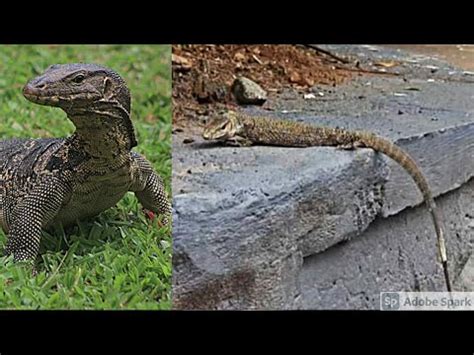 Monitor lizard | Varanus | Udumbu | Animals nearly reaching EXTINCTION ...