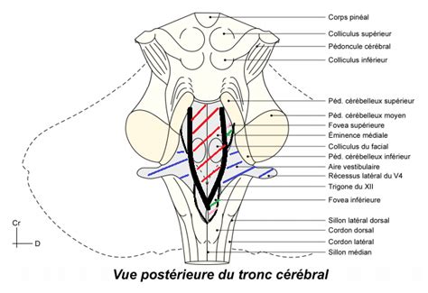 le sulcus limitans - UE5 Anatomie - Tutorat Associatif Toulousain