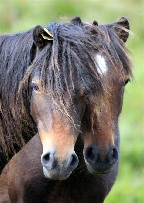 17 Best images about Dartmoor Pony on Pinterest | Cornwall, Snow and England