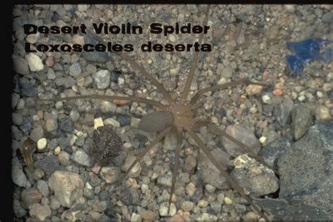 Desert Recluse Spider