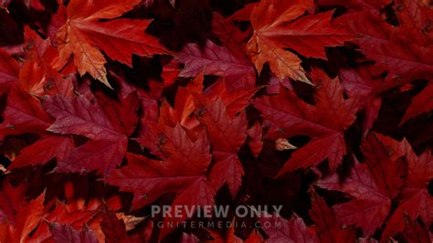 Fall Leaves - 6 - Worship Backgrounds | ProContent