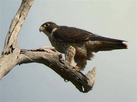 Picture 4 of 7 - Falcon (Falconiforme) Pictures & Images - Animals - A ...