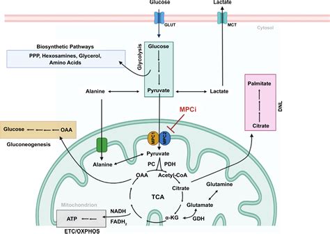 The mitochondrial pyruvate carrier at the crossroads of intermediary metabolism | American ...