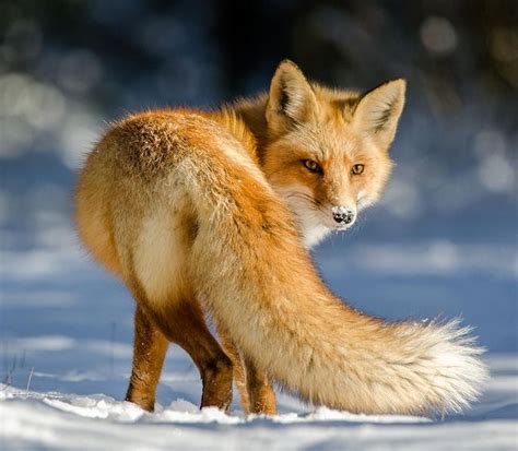 The Beauty of Wildlife | Pet fox, Fox, Fox pictures