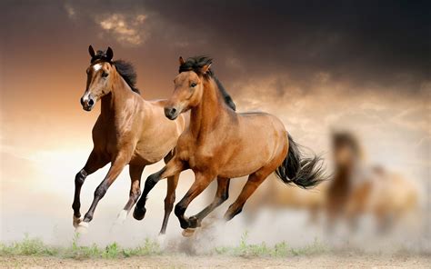 Horse Wallpapers - Wallpaper Cave