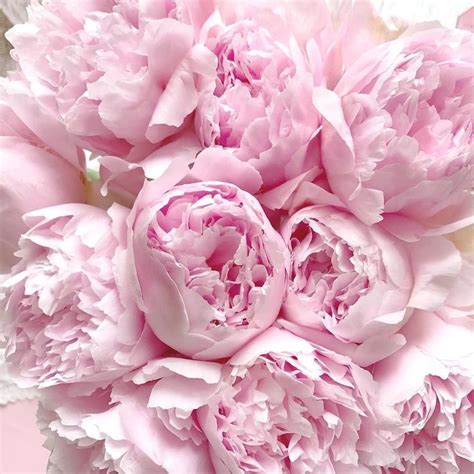 𝒸𝒶𝓉𝒽𝑒𝓇𝒾𝓃𝑒 𝓂𝒶𝓇𝒾𝑒 on Instagram: “The most beautiful pink peonies I've ever owned, they've bloomed ...