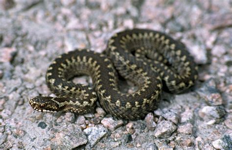 Viper | Venomous, Pit Vipers, Rattlesnakes | Britannica