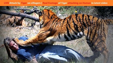 LIVE Attack by Tiger on villagers | Real Footage of Tiger attacking on Human in latest video ...