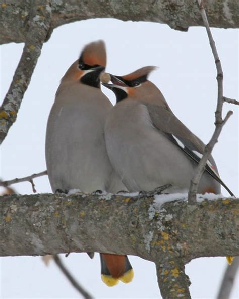 Bohemian Waxwing photos | Birdspix