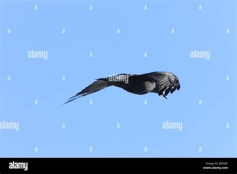 Raven in Flight Stock Photo - Alamy