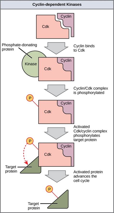 Regulator Molecules of the Cell Cycle | Cell Reproduction