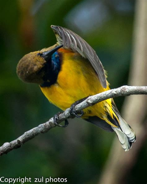 Zul Ya - Birds of Peninsular Malaysia: Olive Backed Sunbird