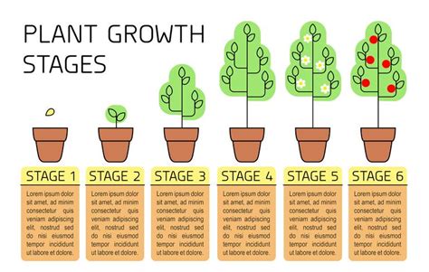 Plant growth stages colorful infographics. Line art icons. Planting ...