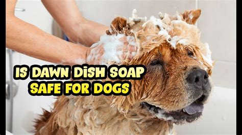 Can I Use Dawn Dish Soap to Shampoo My Dog or Puppy? - YouTube