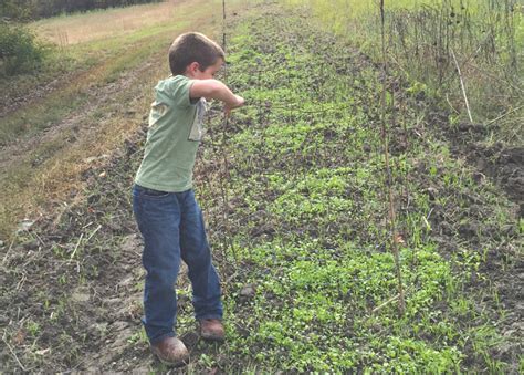 Registration open for 4-H Wildlife Food Plot Project for youth in S.C. | The Sumter Item