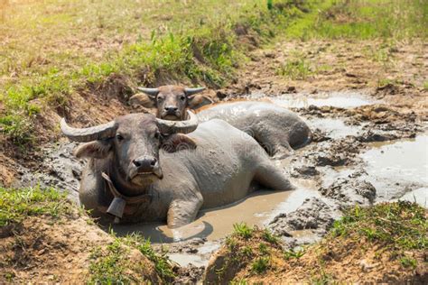 Water Buffaloes, Swamp Buffalo Soaked Stock Image - Image of wildlife, adult: 223949731