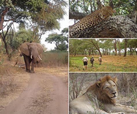 Lower Zambezi: where the wild things are - Africa Geographic