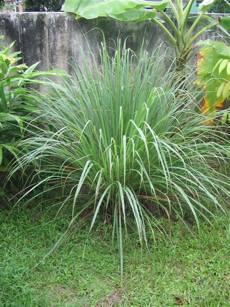 Cymbopogon - Wikipedia