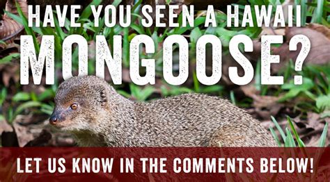 Hawaii Mongoose - Maui Animal of the Month