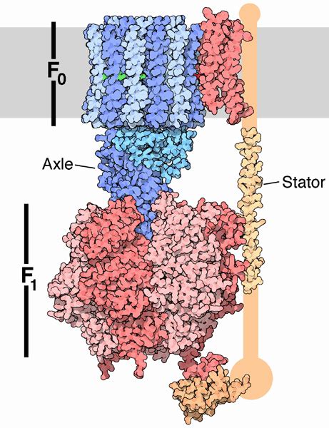 PDB-101: Molecule of the Month: ATP Synthase