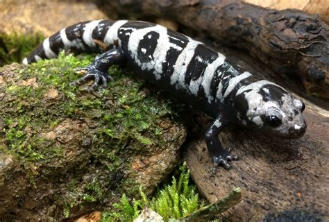 Ambystoma opacum (Marbled salamander) | Amphibians, Reptiles and ...