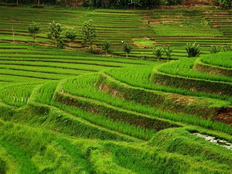 Bali Rice Fields : Islet In The Terraced Rice Fields Of Bali Indonesia Aerial Photograph Aerial ...