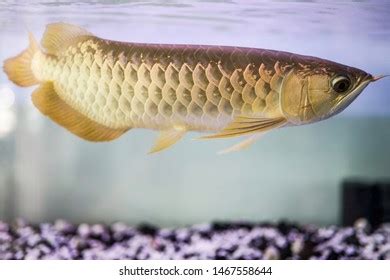 Golden Arowana: Over 1,113 Royalty-Free Licensable Stock Photos | Shutterstock