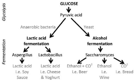 What is fermentation process..give two example of fermentation product? - Brainly.in