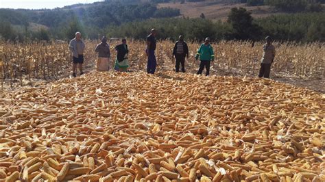 Identifying losses in smallholder farming - SA Grain