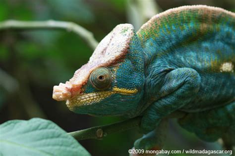 The Reptile Whisperer: Madagascar's chameleons came from African mainland