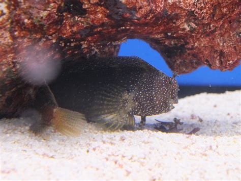 Starry blenny | Starry blenny in Crews Hill, Enfield. Salari… | Flickr