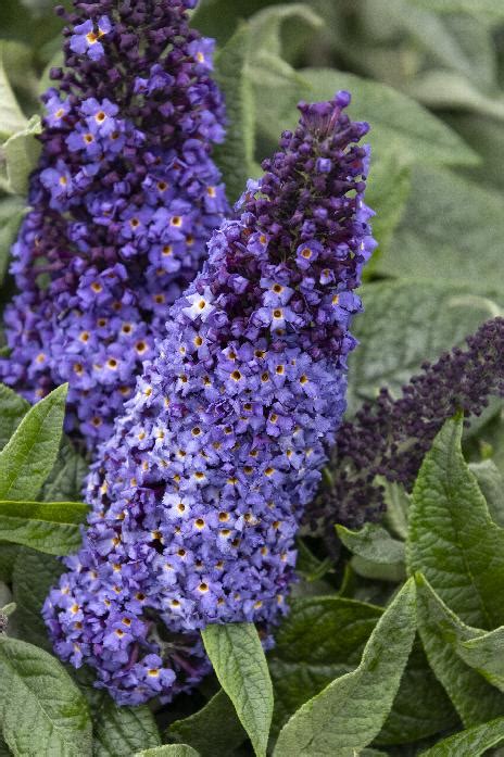 Pugster Blue® Dwarf Butterfly Bush, Monrovia Plant