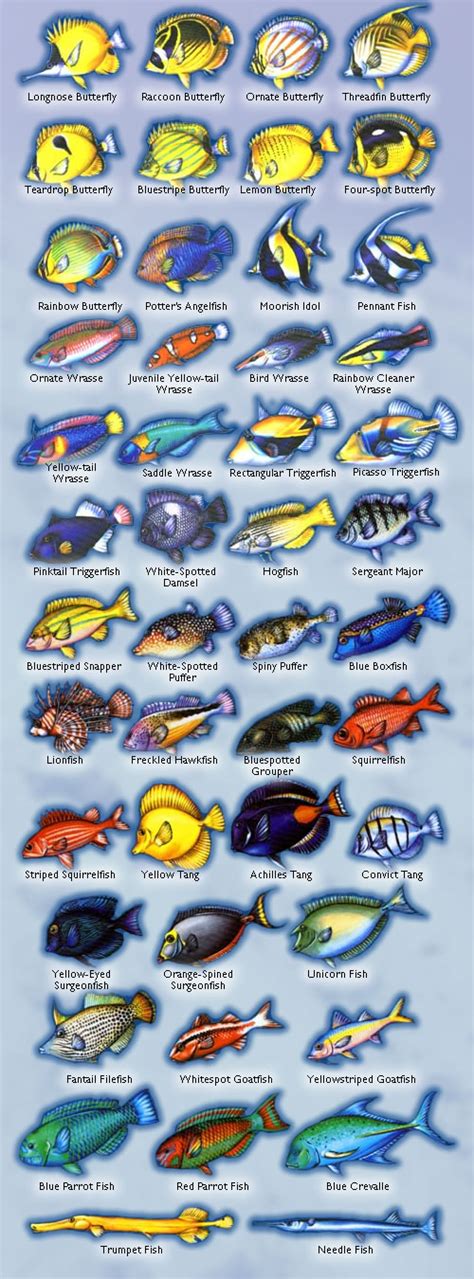 Fish Guide - Maui Dreams Dive Co